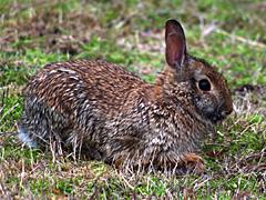 Cottontail Rabbit